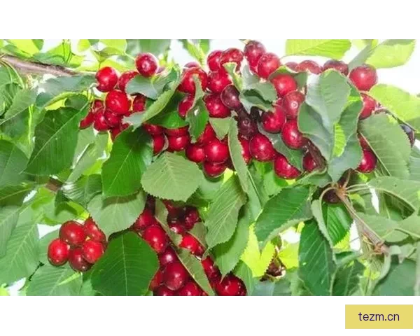 樱桃视频影视：点亮你的视界，品味生活每一帧